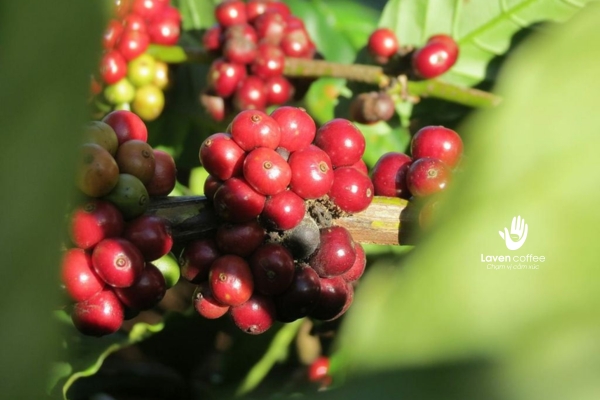 Cà phê Arabica Đà Lạt có hương thơm đặc trưng, vị chua thanh lịch và hậu vị ngọt ngào